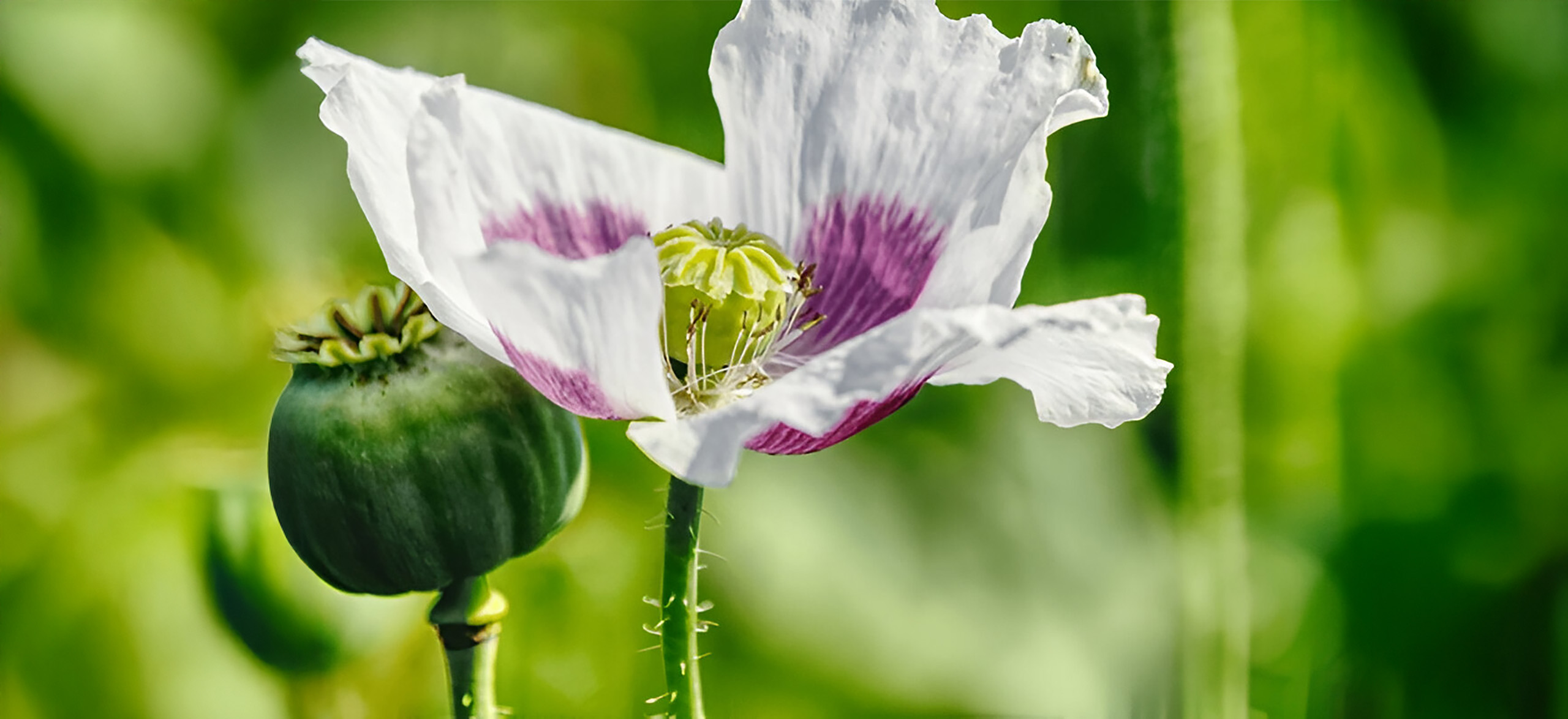 blumen1