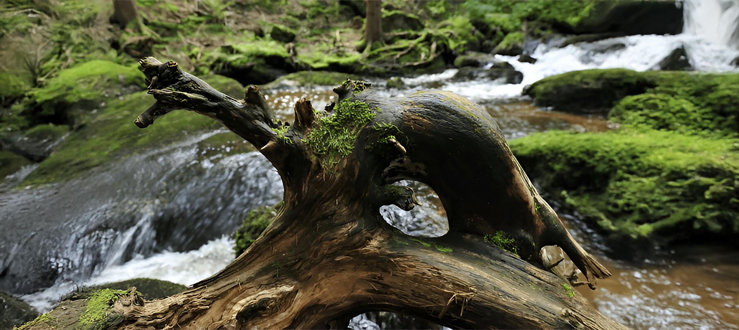 natur1